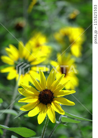 太陽の花 太陽の花 115825503