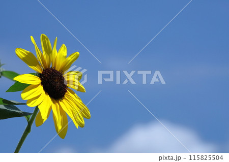 太陽の花 太陽の花 115825504