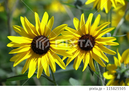 太陽の花 115825505