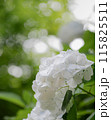紫陽花 115825511