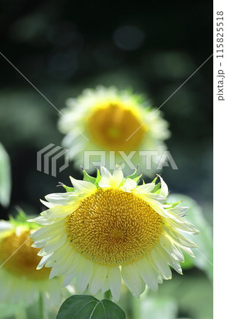 太陽の花 太陽の花 115825518