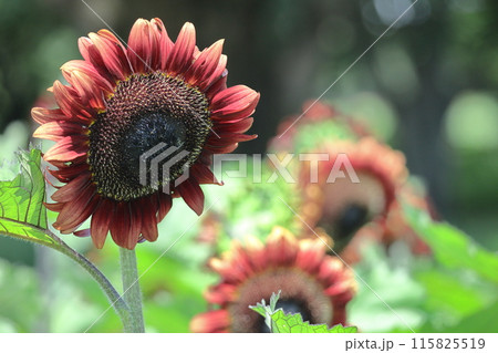 太陽の花 115825519