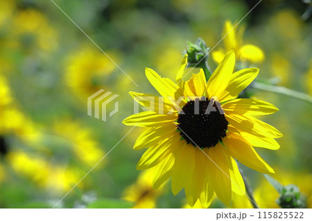 太陽の花 太陽の花 115825522
