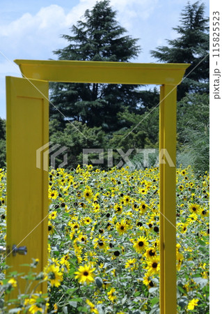 太陽の花 115825523