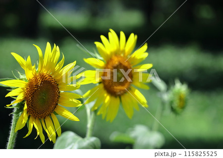 太陽の花 115825525