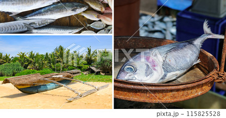 Fishing in Sri Lanka. Collage. 115825528