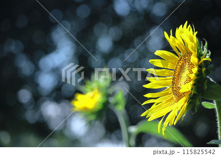 太陽の花 115825542