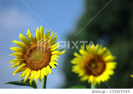 太陽の花 115825543