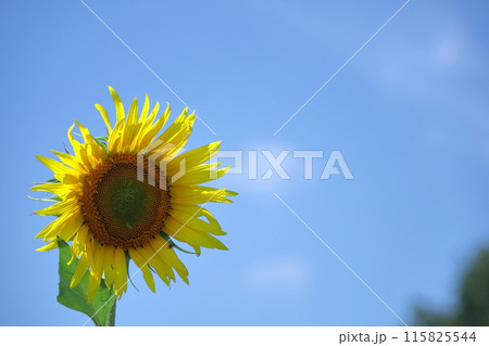 太陽の花 太陽の花 115825544