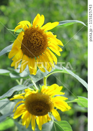 太陽の花 太陽の花 115825743