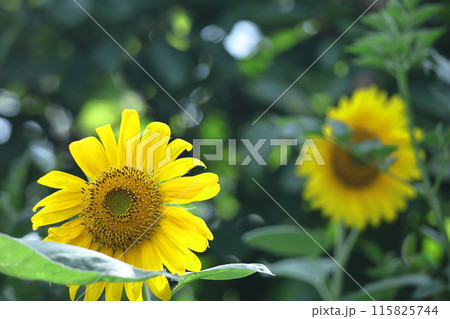 太陽の花 115825744
