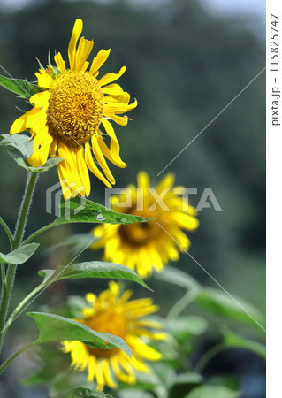 太陽の花 太陽の花 115825747