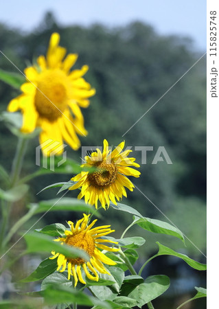 太陽の花 太陽の花 115825748