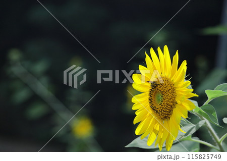 太陽の花 太陽の花 115825749