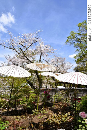 鎌倉鶴岡八幡宮の神苑ぼたん苑 鎌倉鶴岡八幡宮の神苑ぼたん苑 115825869