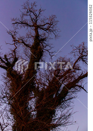 静岡県掛川市本郷 天竜浜名湖鉄道沿線の風景 静岡県掛川市本郷 天竜浜名湖鉄道沿線の風景 115826082