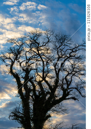 静岡県掛川市本郷 天竜浜名湖鉄道沿線の風景 静岡県掛川市本郷 天竜浜名湖鉄道沿線の風景 115826108