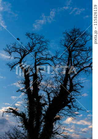 静岡県掛川市本郷　天竜浜名湖鉄道沿線の風景 115826119