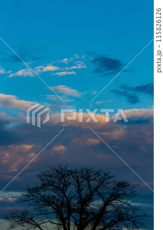 静岡県掛川市本郷 天竜浜名湖鉄道沿線の風景 静岡県掛川市本郷 天竜浜名湖鉄道沿線の風景 115826126