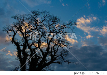 静岡県掛川市本郷 天竜浜名湖鉄道沿線の風景 静岡県掛川市本郷 天竜浜名湖鉄道沿線の風景 115826132