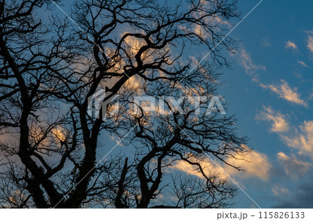 静岡県掛川市本郷 天竜浜名湖鉄道沿線の風景 静岡県掛川市本郷 天竜浜名湖鉄道沿線の風景 115826133