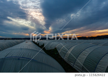静岡県周智郡森町飯田　ビニールハウスの風景 115826422