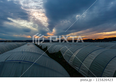 静岡県周智郡森町飯田　ビニールハウスの風景 115826423