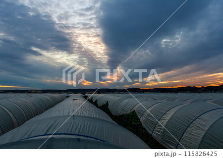 静岡県周智郡森町飯田　ビニールハウスの風景 115826425