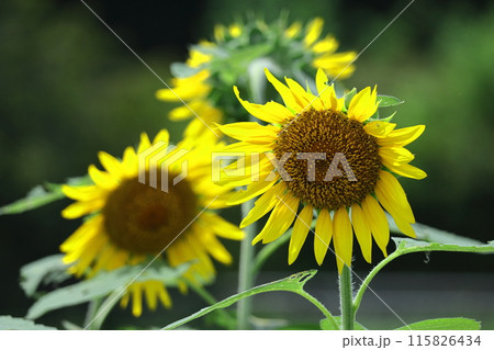 太陽の花 115826434