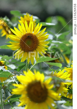 太陽の花 115826438