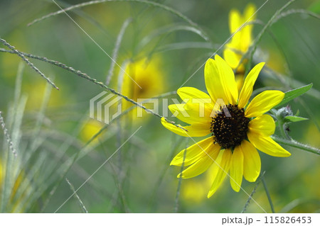 太陽の花 115826453
