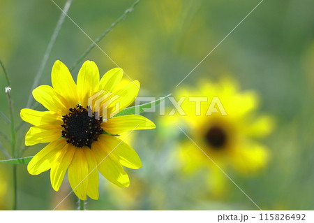 太陽の花 太陽の花 115826492