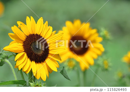 太陽の花 115826493