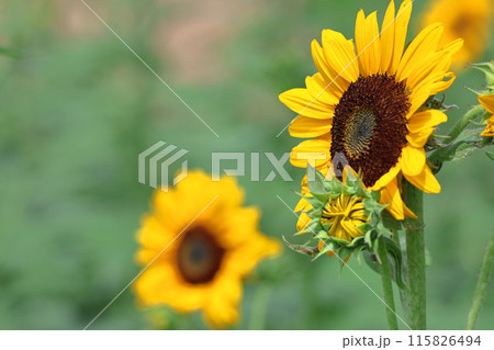 太陽の花 太陽の花 115826494