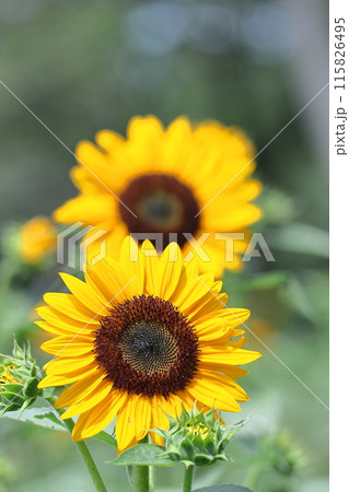 太陽の花 太陽の花 115826495
