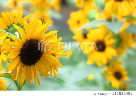 太陽の花 115826499