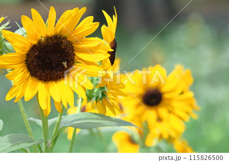 太陽の花 115826500