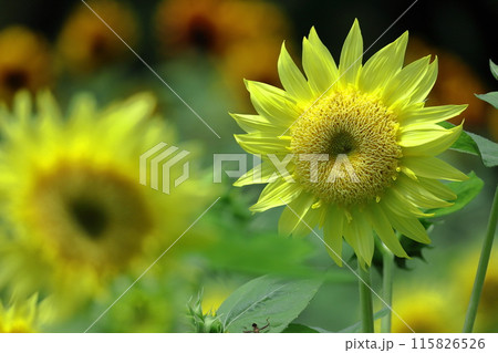 太陽の花 太陽の花 115826526