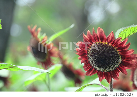 太陽の花 太陽の花 115826527