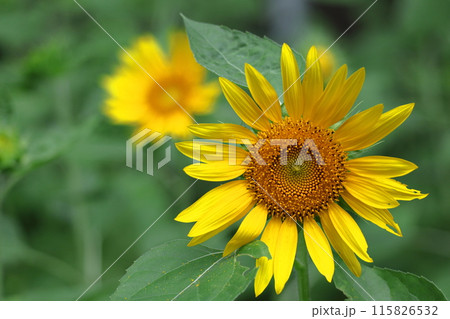 太陽の花 115826532