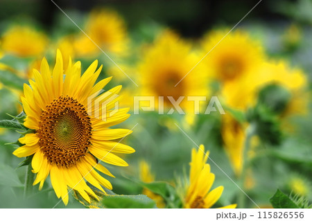 太陽の花 115826556