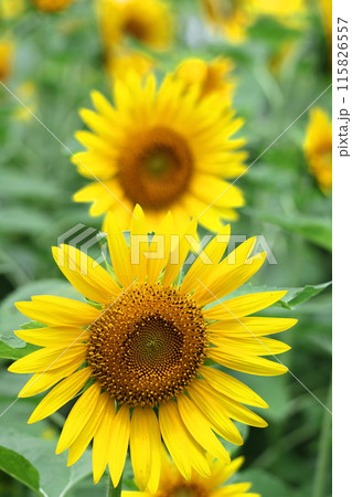 太陽の花 太陽の花 115826557