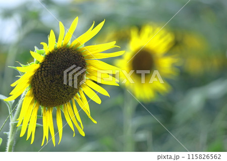 太陽の花 太陽の花 115826562