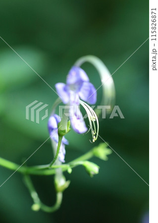雁の空飛ぶ姿に似た花 雁の空飛ぶ姿に似た花 115826871