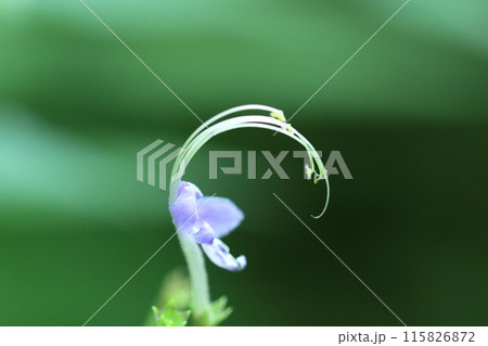 雁の空飛ぶ姿に似た花 雁の空飛ぶ姿に似た花 115826872