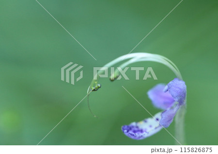 雁の空飛ぶ姿に似た花 雁の空飛ぶ姿に似た花 115826875