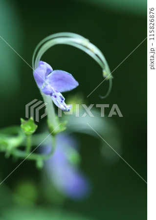 雁の空飛ぶ姿に似た花 雁の空飛ぶ姿に似た花 115826876