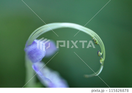 雁の空飛ぶ姿に似た花 115826878