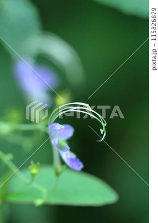 雁の空飛ぶ姿に似た花 115826879