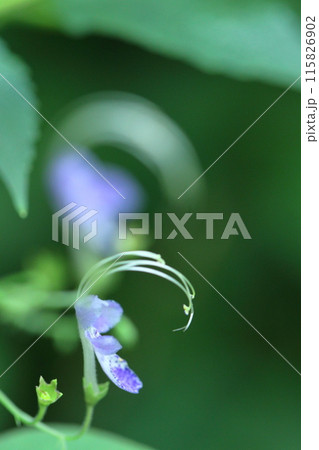 雁の空飛ぶ姿に似た花 115826902